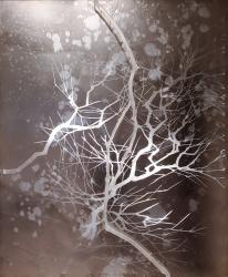 La Lumiere et Les Branches V by Claudia Meyer