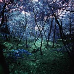 Wonderland I (Wonderland Series) by Albert Delamour